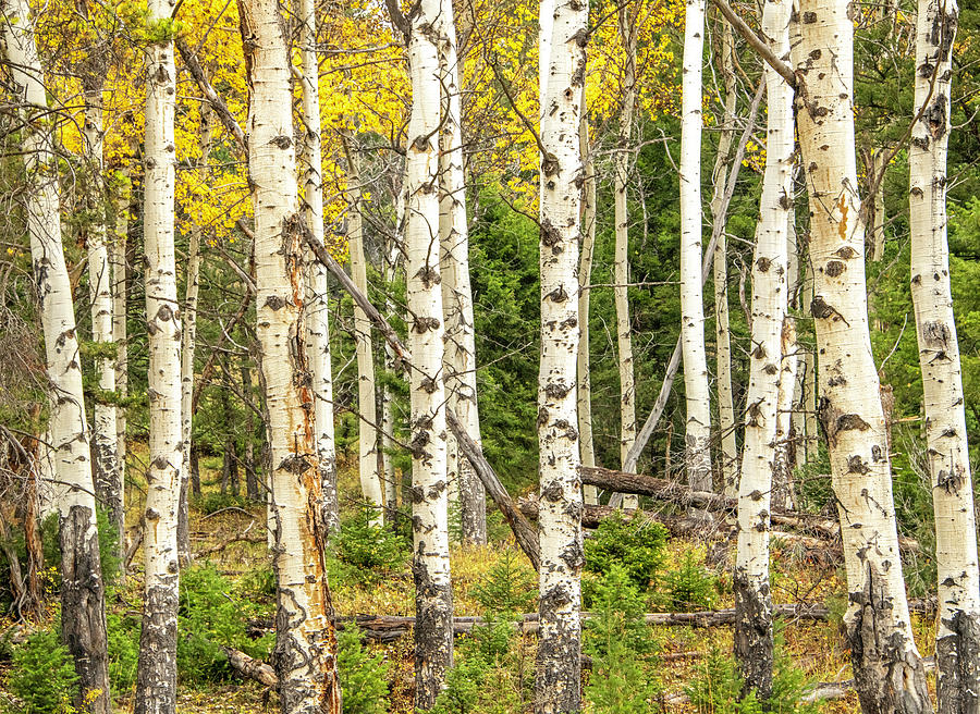 Aspens in Autumn, Yellowstone National Park Photograph by Marcy Wielfaert