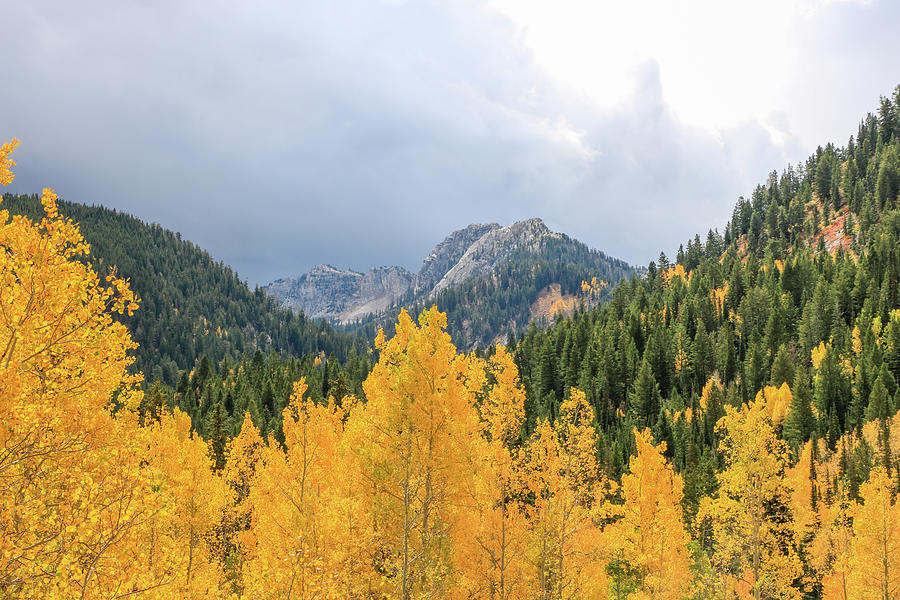 Aspens in Big Cottonwood Canyon Photograph by Dawn Richards