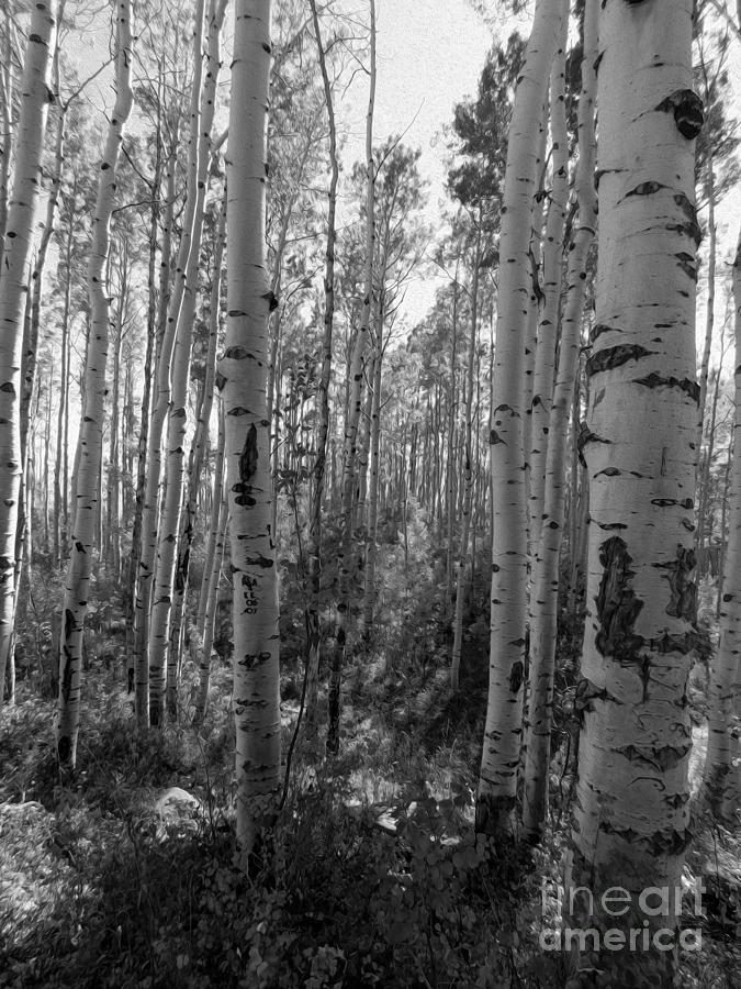 Aspens in Black and White Photograph by Deni Kidwell - Fine Art America