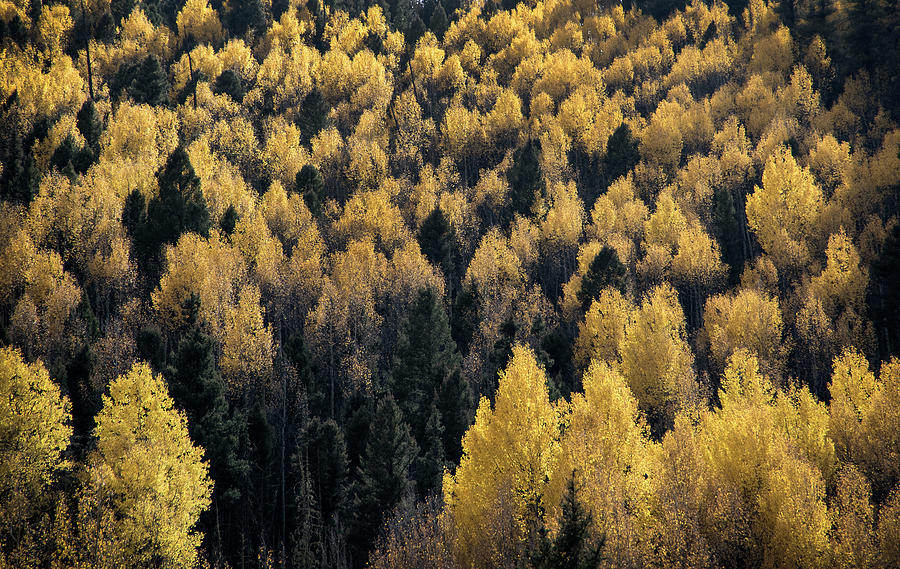 Aspens In Cabresto Canyon Photograph by Ron Weathers