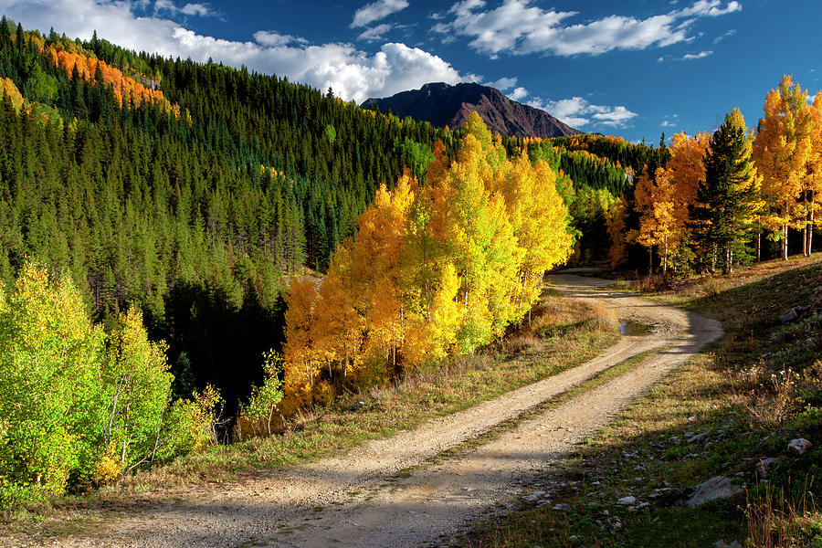 Autumn Aspens in Colorado Photograph by Gary McJimsey