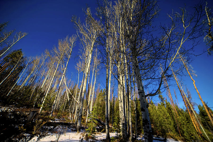 Aspens in December Colorado Photograph by Cathy Anderson