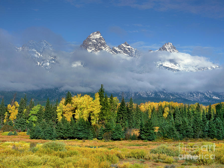 Aspens In Fall Color Below The Tetons  Blacktail Ponds Grand Tetons National Park Wyoming Photograph by Dave Welling