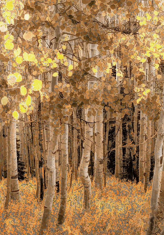 Aspens in Late Summer Photograph by Don Schwartz