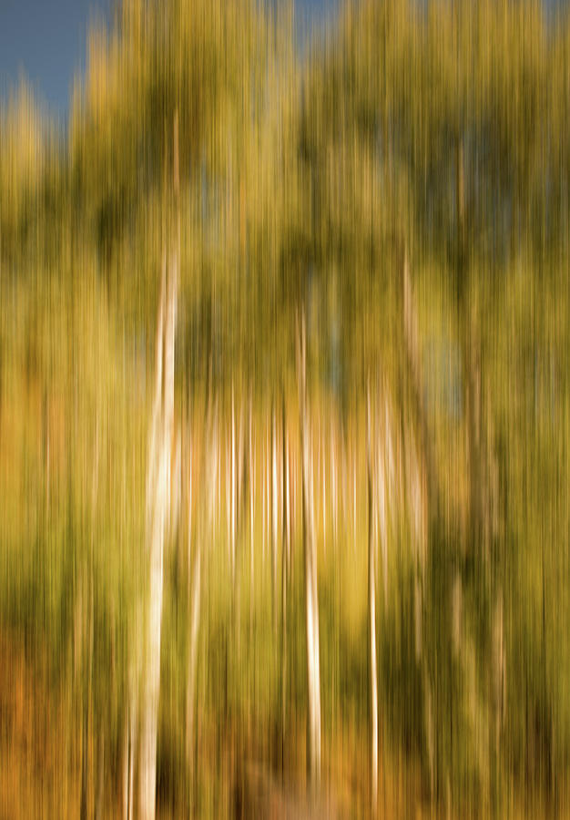 Aspens in Motion Photograph by Kevin Schwalbe