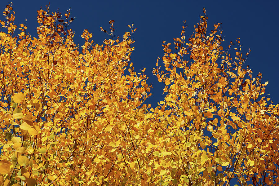 Aspens in Telluride Photograph by Dawn Richards