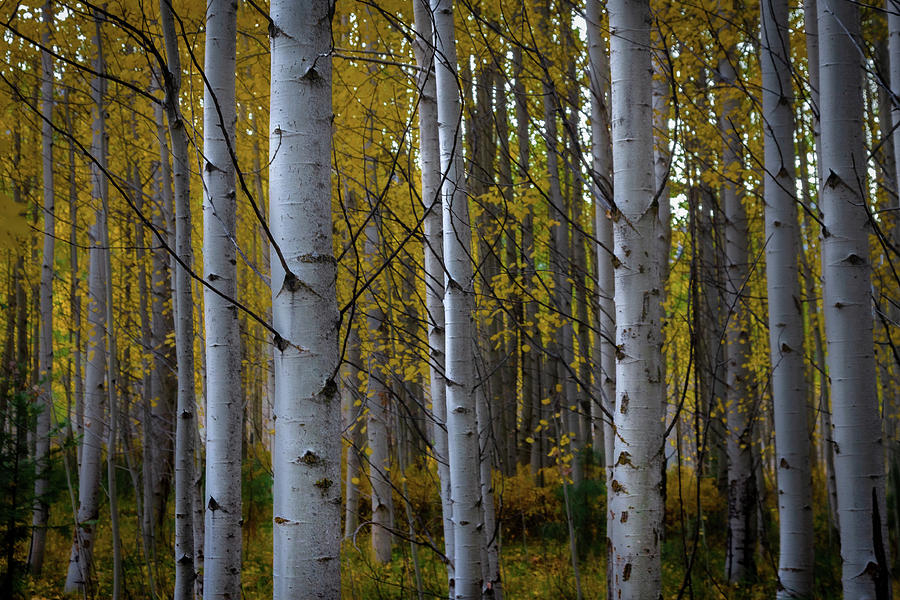 Aspens in the Fall Photograph by Ryan Workman Photography