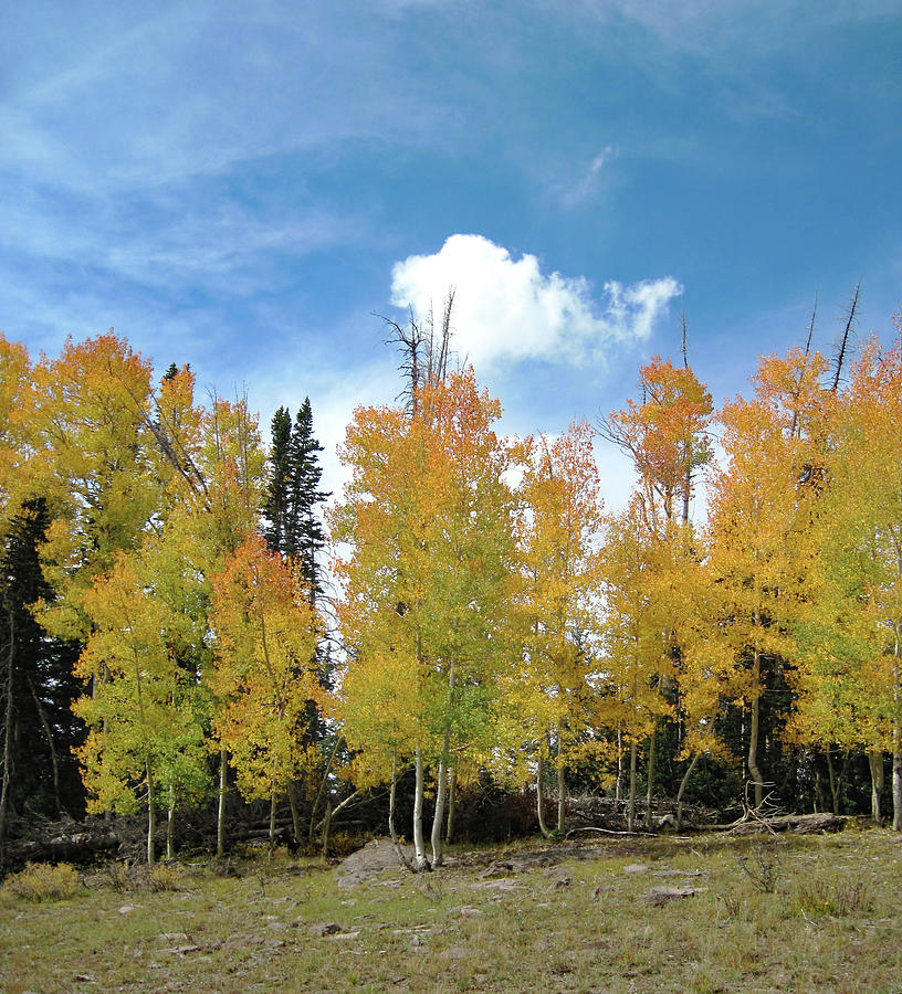 Aspens in the Fall Photograph by Sharon Williams Eng