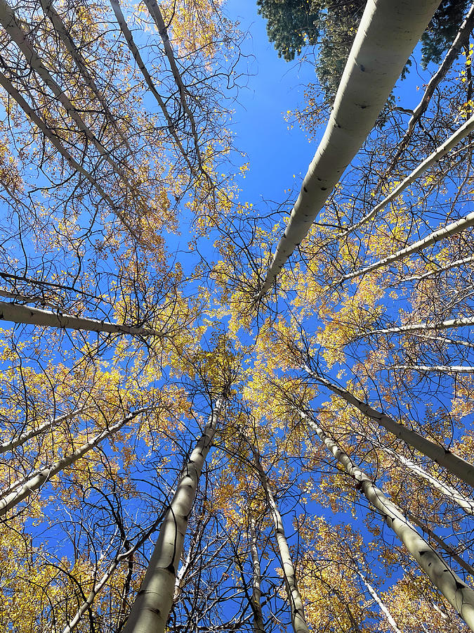 Aspens in the sky Photograph by Monica Hughes
