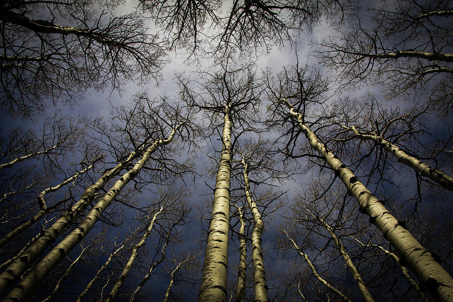 Tree Photograph - Aspens in Winter by Jake Sublett