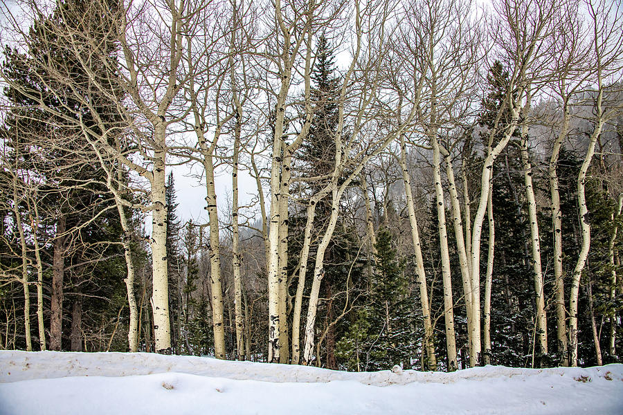 Aspens in Winter Photograph by Marcy Wielfaert