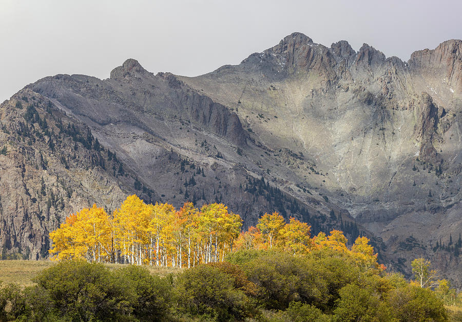 Aspens Photograph by Kevin Schwalbe