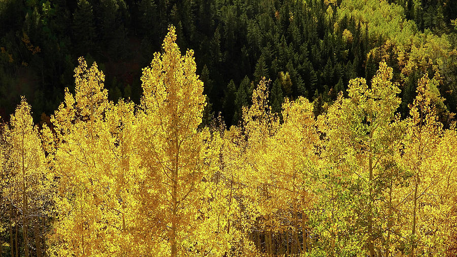 Aspens of Colorado Photograph by Engle Meredith Aspens of Colorado Photograph by Engle Meredith