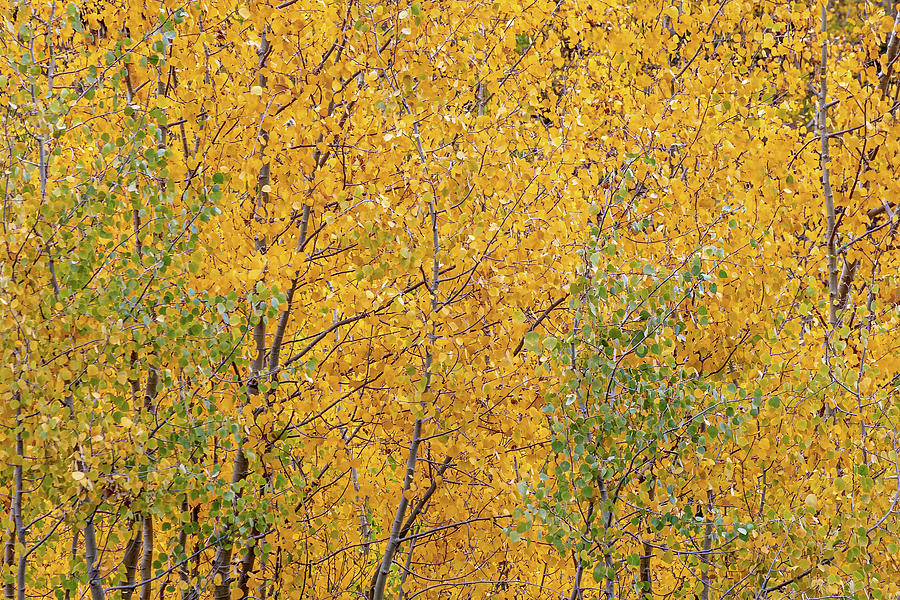 Aspens  Photograph by Peter Tellone
