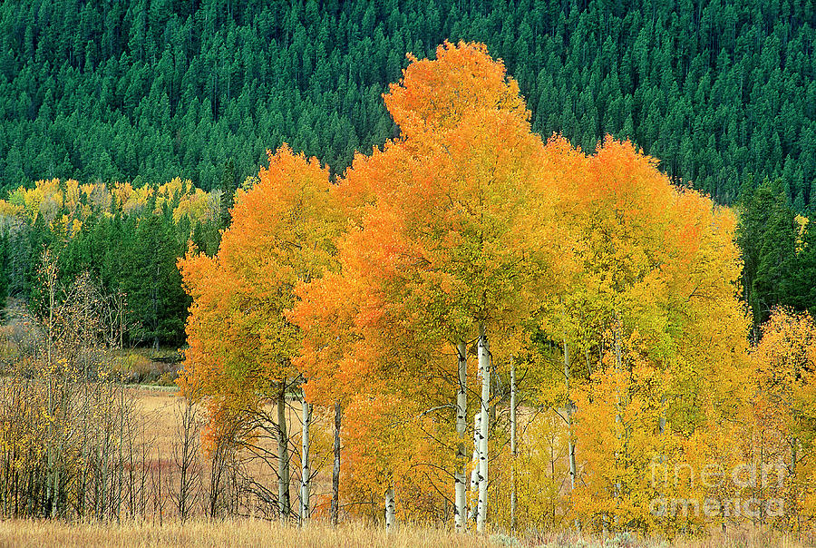 Aspens Populus Tremuloides Fall Color Grand Tetons National Park Wyoming Photograph by Dave Welling