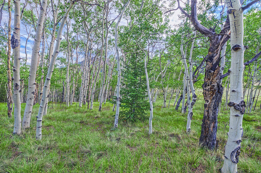 Aspens Put On Their Annual Toggery Beginning In May. Springtime On Wilkerson Pass, Colorado Photograph by Bijan Pirnia