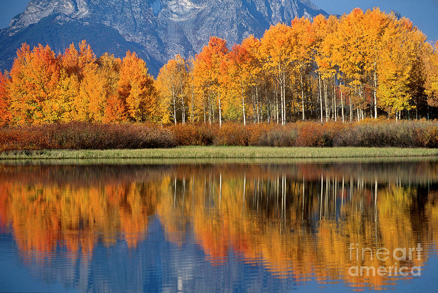Aspens Reflections Snake River Grand Tetons National Park Wyoming Photograph by Dave Welling