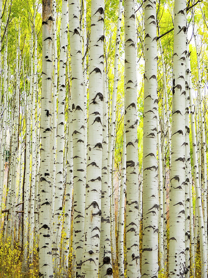 Aspens Tall Photograph by Eggers Photography