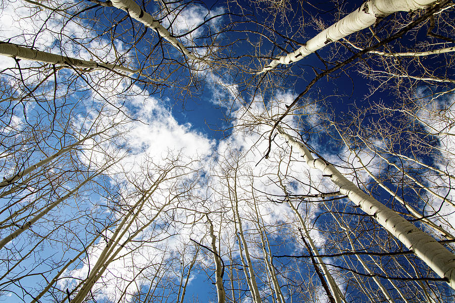 Aspens to the Sky- Colorado Photograph by Brian Anderson Aspens to the Sky- Colorado Photograph by Brian Anderson