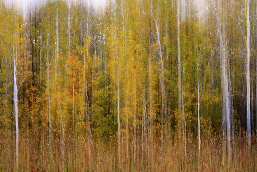 Aspenscape - intentional camera motion blur on aspen grove in autumn scene Photograph by Peter Herman