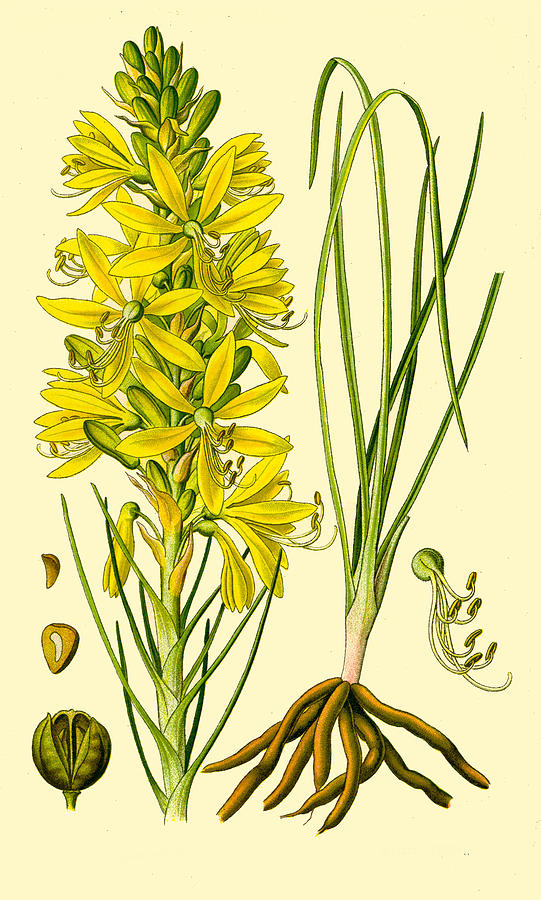 Asphodeline lutea Drawing by Otto Wilhelm Thome