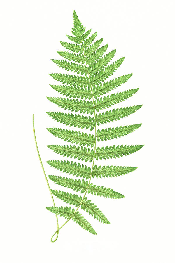 Aspidium Thelypteris by Edward Joseph Lowe Drawing by Mango Art Aspidium Thelypteris by Edward Joseph Lowe Drawing by Mango Art