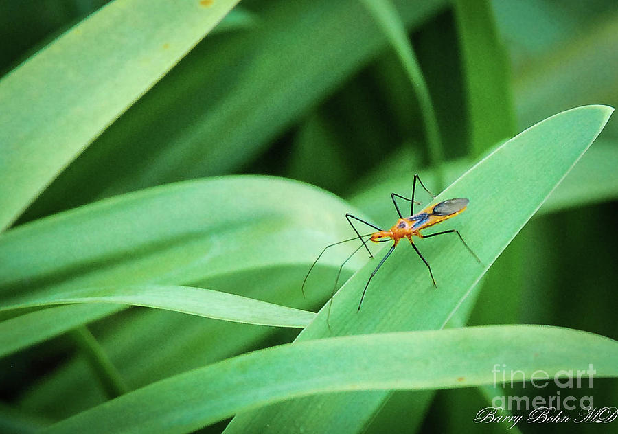 Assassin bug Photograph by Barry Bohn