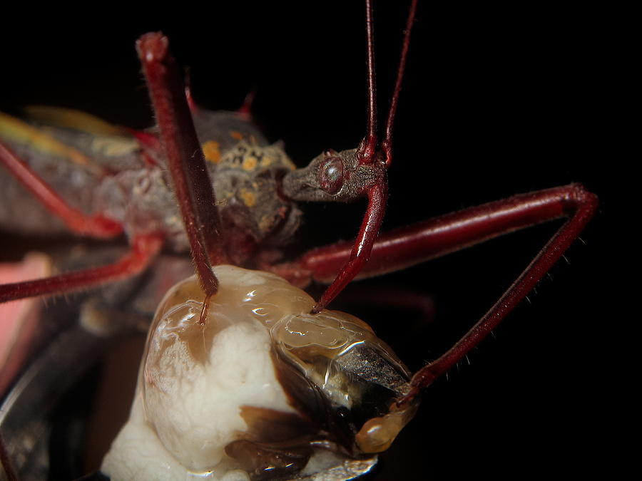 Assassin bug feeding Photograph by Joao Paulo Burini