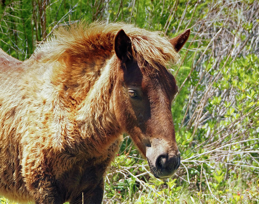 Assateageue Pony Wyld Wynds Photograph by Bill Swartwout