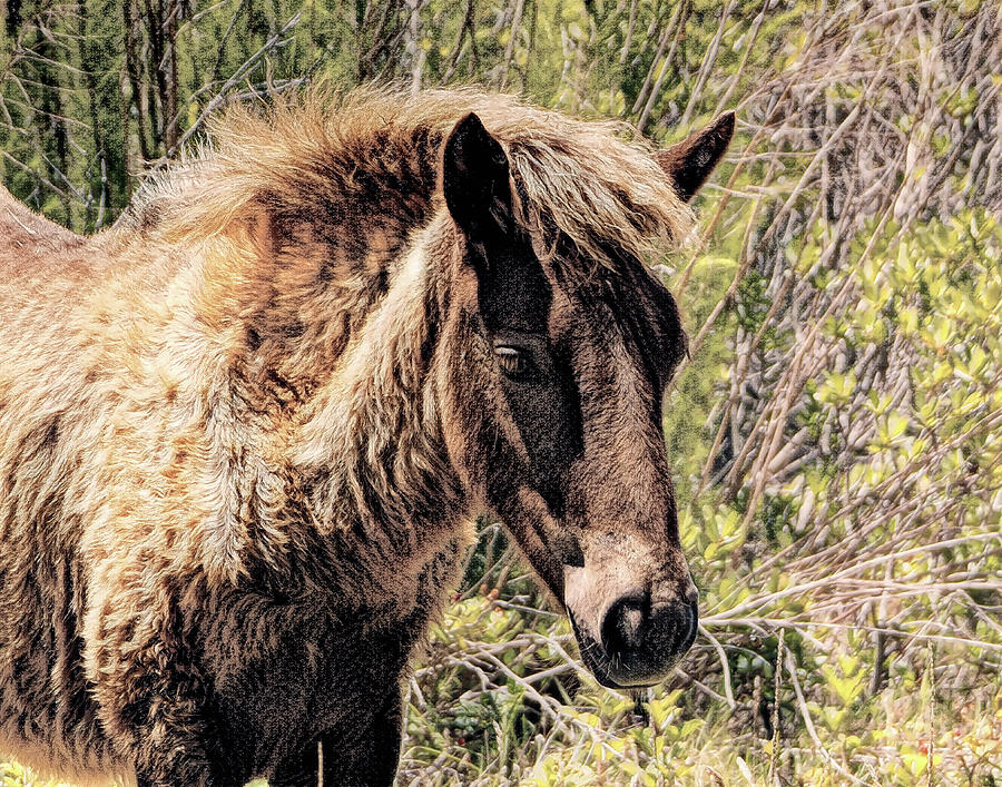 Assateageue Pony Wyld Wynds In Charcoal Photograph