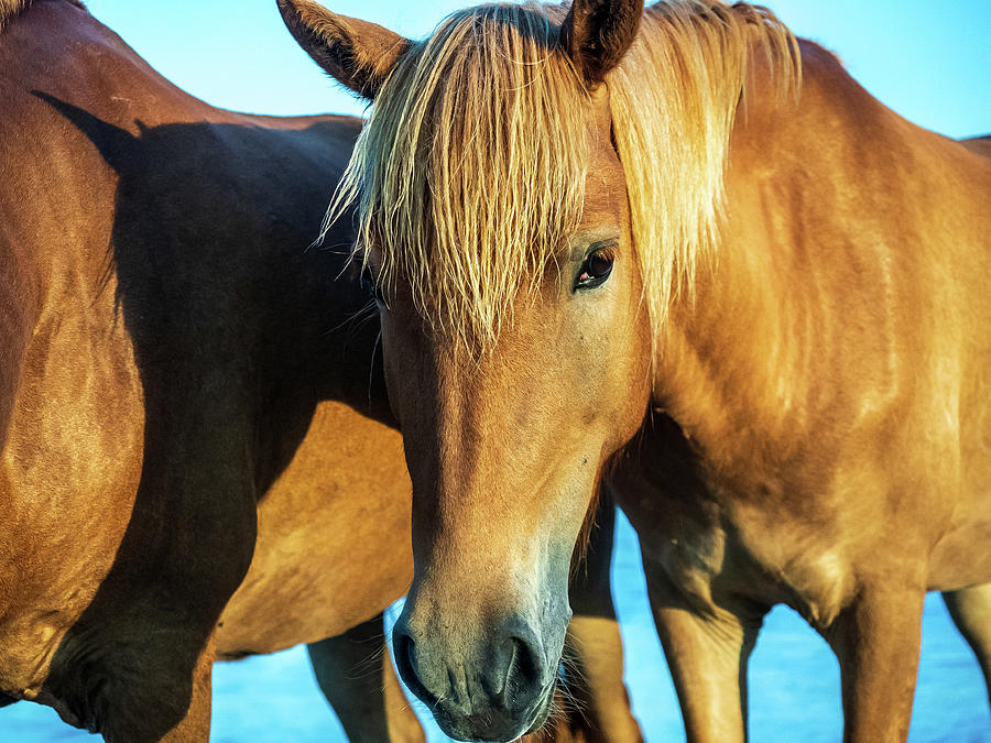 Assateague Island, ponies Photograph by Louis Dallara