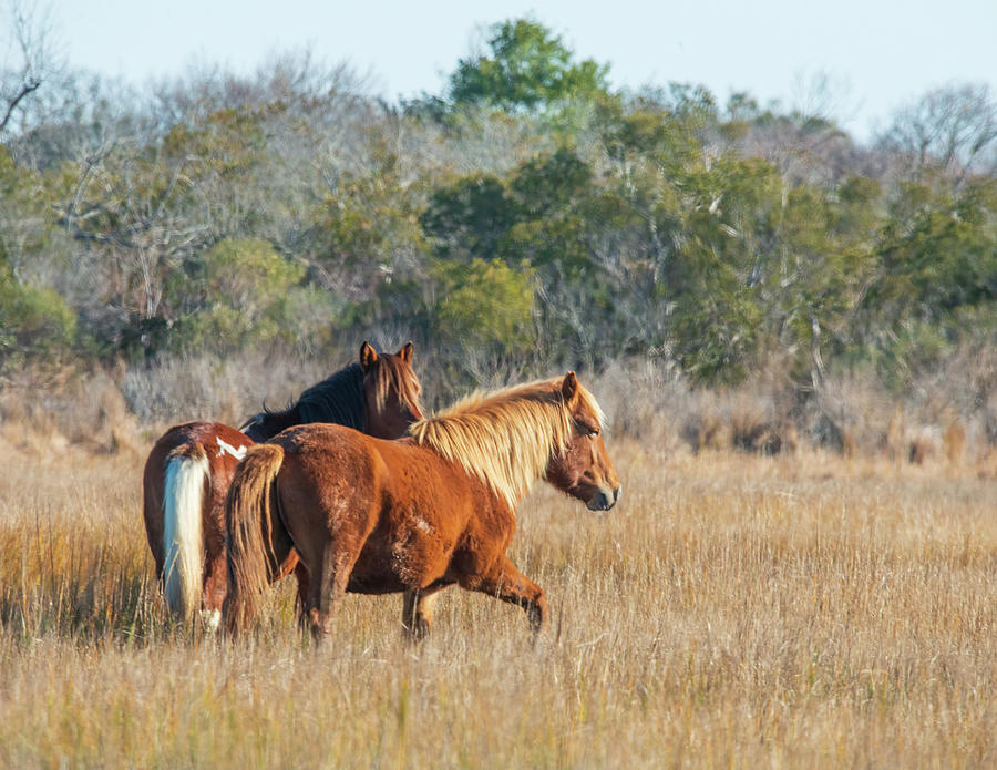 Assateague Lightning and Friend Photograph by April Price Fine Art