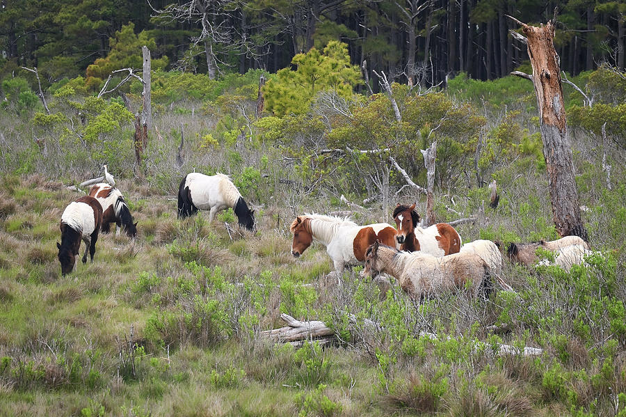 Assateague Ponies Photograph by Steven Nelson