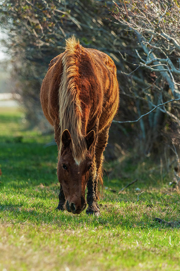 Assateague Ponies Photograph - Assateague Pony by Louis Dallara