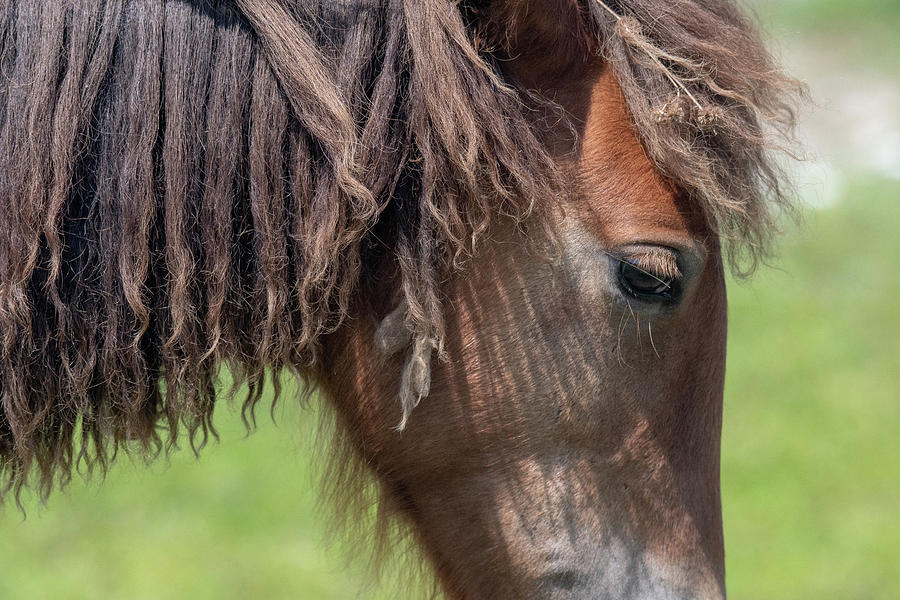 Assateague Pony Photograph by Rodger Crossman - Fine Art America