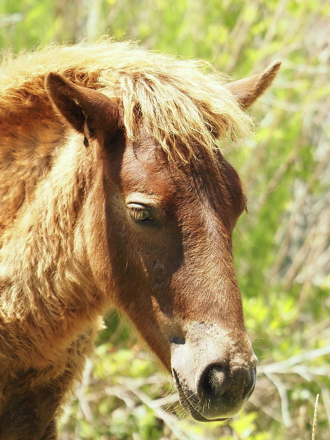 Assateague Pony Wyld Wynds Portrait Photograph
