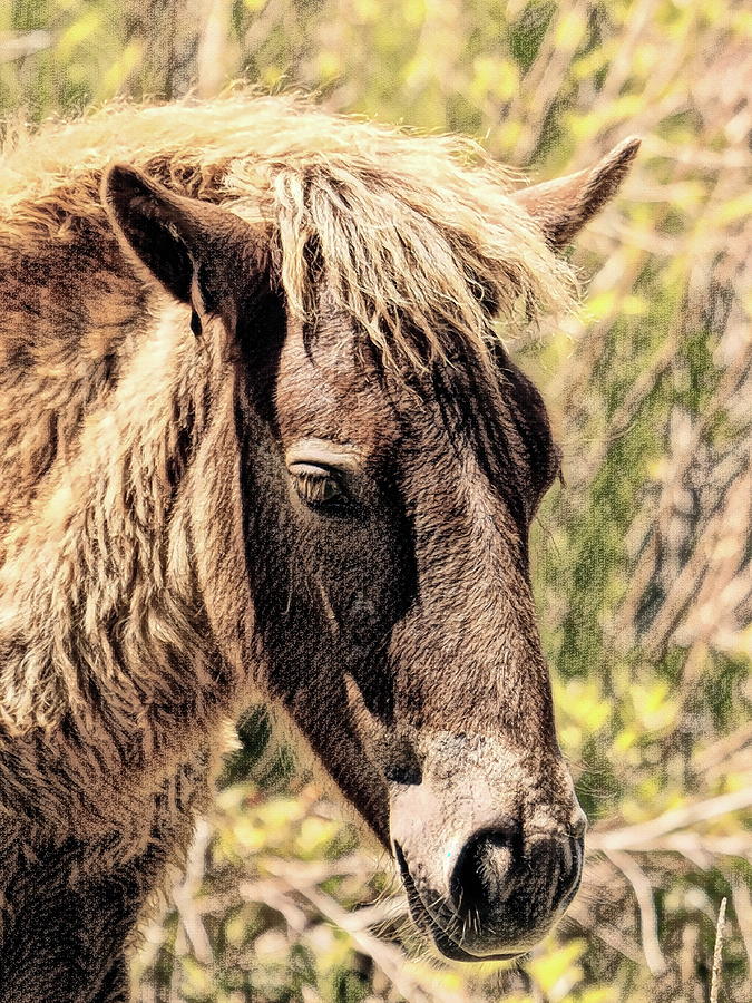 Assateague Pony Wyld Wynds Portrait in Charcoal Photograph by Bill Swartwout