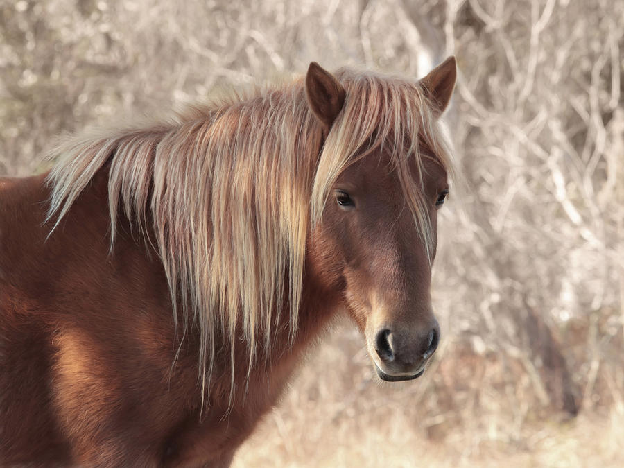 Horse Photograph - Assateague Wild Stallion by Lori Deiter