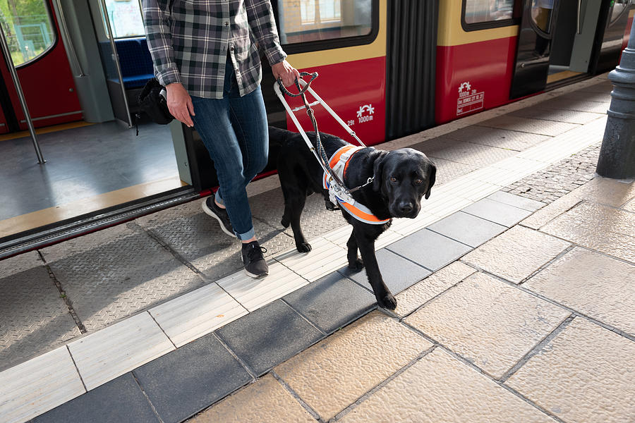 Assistance dog guides a blind woman out of the door of a train Photograph by Fotografixx