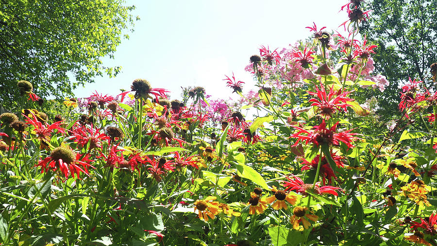 Assorted flowers in a garden Photograph by Debra Millet - Fine Art America