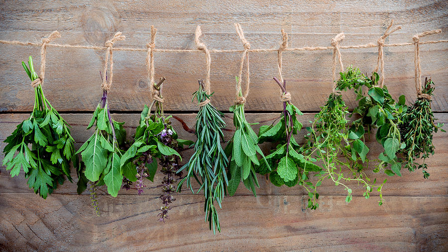 Assorted hanging herbs ,parsley ,oregano,mint,sage,rosemary,sweet basil,holy basil,  and thyme for seasoning concept on rustic old wooden background. Photograph by Kerdkanno