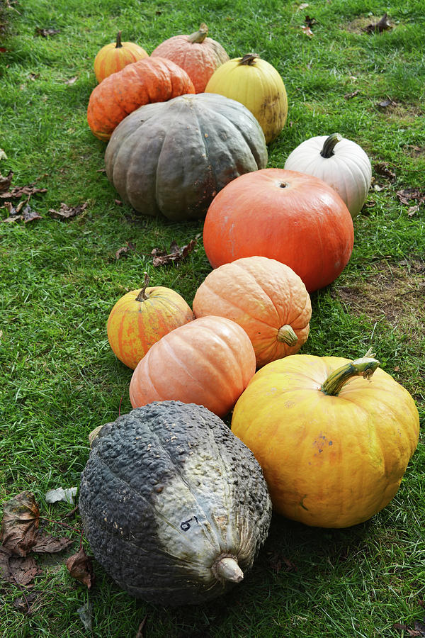 Assorted Pumpkins Vertical Photograph