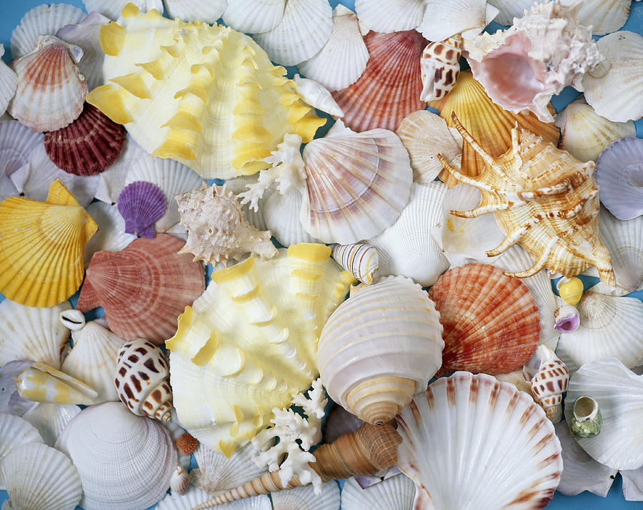 Assorted seashells, full frame Photograph by Hiroshi Higuchi