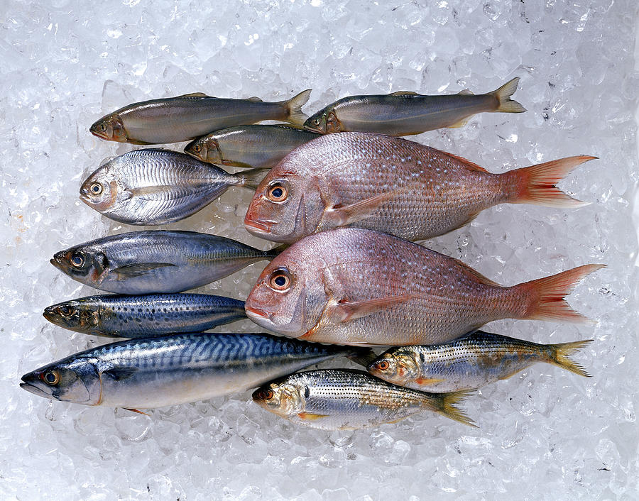 Assortment of fish on ice Photograph by Lew Robertson