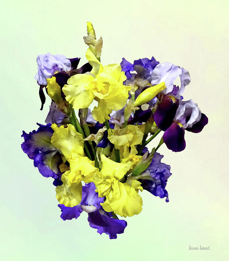 Assortment of Irises Yellow and Purple Photograph by Susan Savad