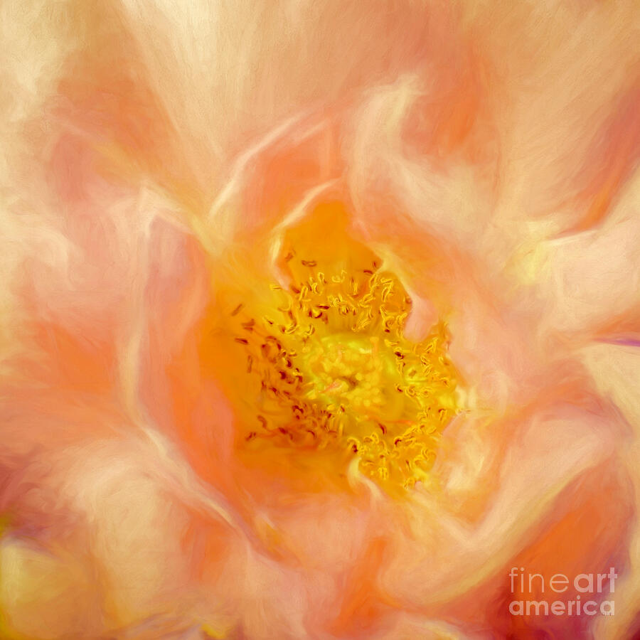 Assumption Rose Digital Art by Macro Abundance Art Assumption Rose Digital Art by Macro Abundance Art