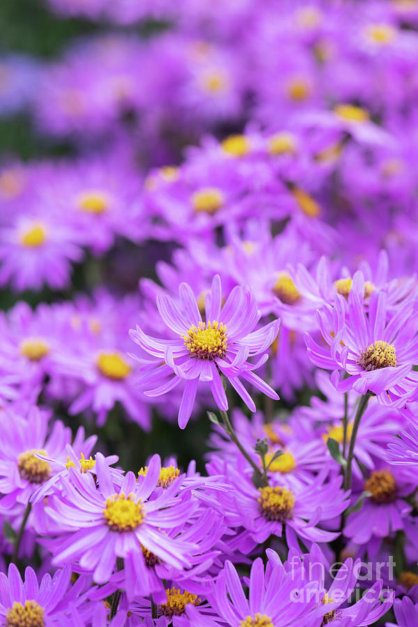 Aster Amellus Brilliant Flowers in an English Garden Photograph by Tim Gainey