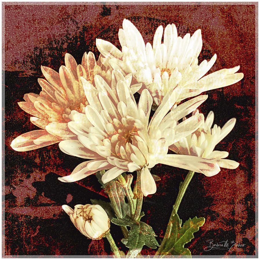 Aster Bouquet -  Photo Painting Photograph by Barbara Zahno