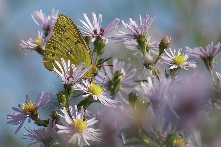 Aster Butterfly Jubilee Photograph by Tana Reiff