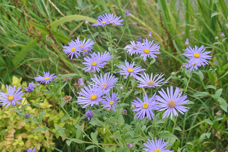 Aster Daisies By The Pond Photograph by Lynne Iddon - Fine Art America